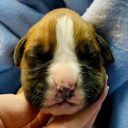 Red - Fawn male Boxer puppy in Oregon, Pennsylvania from Schaible's Boxer Huddle