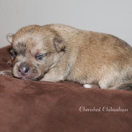 Coral - Merle female Chihuahua puppy in Willamina, Oregon from Cherished Chihuahuas