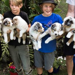 Australian Shepherd Puppies from Hawaii Australian Shepherds
