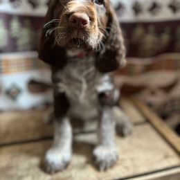 English Springer Spaniel Puppies from Kaveman Springers