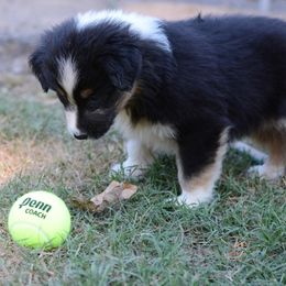 Australian Shepherd and Pyrenean Shepherd Puppies from Coolmoor