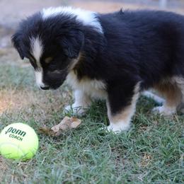 Australian Shepherd and Pyrenean Shepherd Puppies from Coolmoor