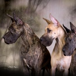 Great Dane All Grown Up from Tom's Great Danes