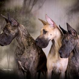 Great Dane All Grown Up from Tom's Great Danes