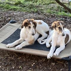 Borzoi Puppies from Oronzova Borzoi
