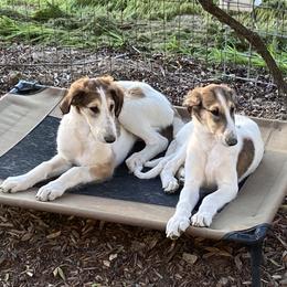 Borzoi Puppies from Oronzova Borzoi