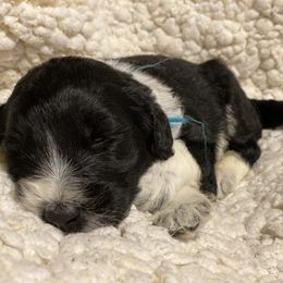 Goldendoodle Puppies from Golden GoldenDoodles