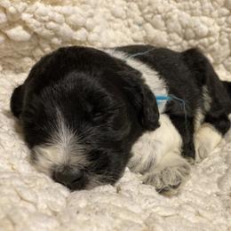 Goldendoodle Puppies from Golden GoldenDoodles