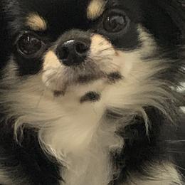 Chihuahuas and Poodles from BlackGoldToyPoodles