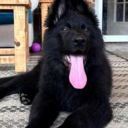 German Shepherd Puppies from Tabor Springs GSD