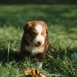 Boy 4 - male Australian Shepherd puppy in Albany, Indiana from Hughes Heritage Aussies