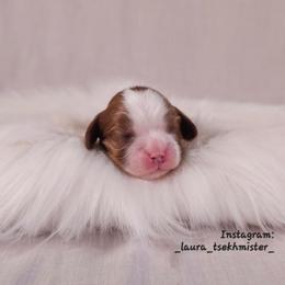 Adrian - Blenheim male Cavalier King Charles Spaniel puppy in Bonney Lake, Washington from House of Happy Cavaliers