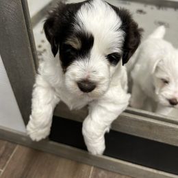 Mini schaunzers - Parti male Miniature Schnauzer puppy in Advance, North Carolina from Sugar Kookie Schnauzers