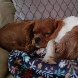 Cavalier King Charles Spaniels from Meraki Cavs