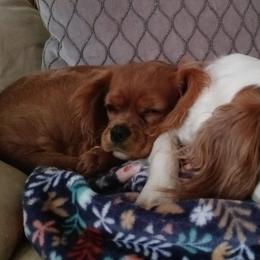 Cavalier King Charles Spaniels from Meraki Cavs