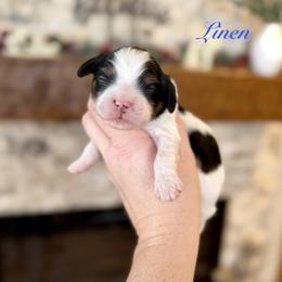 Linen - Tri-color male Cavapoo puppy in Midland, Michigan from Northern Charm Farm