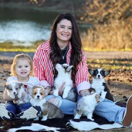American Corgis, French Bulldogs, and Pembroke Welsh Corgis from Say When Corgi Co.