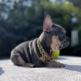 French Bulldogs from Rock N Frenchies
