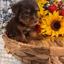 Baloo - Chocolate and tan male Yorkshire Terrier puppy in Elgin, South Carolina from Silver Bells Paw Prints