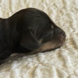 Meredith - Black and cream female Dachshund puppy in Oregon from SoCo Dachshunds