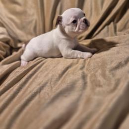 Bliss - Fawn and white female French Bulldog puppy in Alexander City, Alabama from Lake Martin Fancy Frenchies
