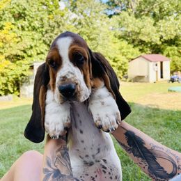Basset Hound Puppies from Central Kentucky Basset Hounds