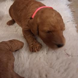 Pink collar girl - Red  female Poodle puppy in Hogansville, Georgia from Grace Colt Farms