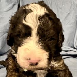 Green collar boy - Tri-color male Bernedoodle puppy in Lake, Michigan from 3 King Doodles & Poodles