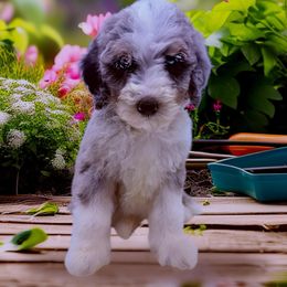 Sangria - Merle female Bernedoodle puppy in Thornville, Ohio from Four Front Doodles & Friends