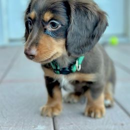 Dachshund Puppies from Apple Valley Dachshunds