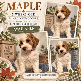 Maple - Parti female Goldendoodle puppy in Macclenny, Florida from Baker County Goldendoodles