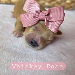 Whiskey Rose - female Cavapoochon puppy in Bullard, Texas from Cavapoochon Central LLC