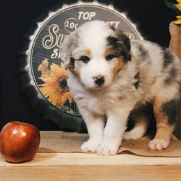 Australian Shepherd Puppies from Cooper Ridge Aussies