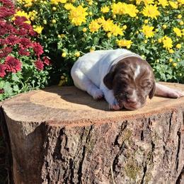 Girl 3 - female German Shorthaired Pointer puppy in Potosi, Wisconsin from Point and Flush Gun Dogs