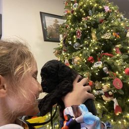 Poodle Puppies from D and D Standard Poodles