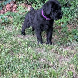 Puma - Black female Giant Schnauzer puppy in Noel, Missouri from Riesenschnauzers von Reh Bach