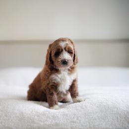 Meadow - Red  female Goldendoodle puppy in Vancouver, Washington from Blissful Doodles