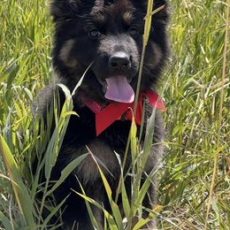 German Shepherd and Golden Retriever Puppies from Sweetheart Therapy Dogs LLC