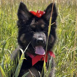 German Shepherd and Golden Retriever Puppies from Sweetheart Therapy Dogs LLC