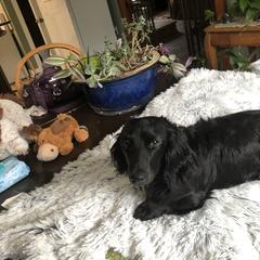 Maxwell - Dachshund