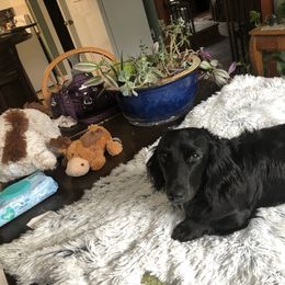 Maxwell - Dachshund