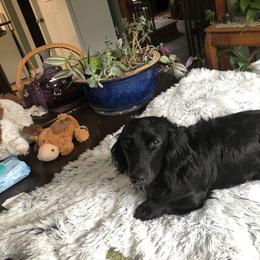 Maxwell - Dachshund