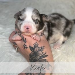 Keefe - Blue merle and white male American Corgi puppy in Greenwood, Indiana from Witch Creek Corgis