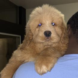 Simba - Tibetan Mastiff