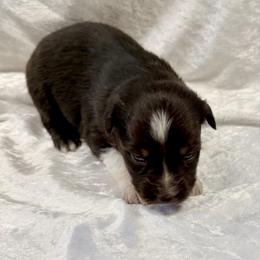 Mack - Black tri-color male Australian Shepherd puppy in Mount Vernon, Texas from RJ's Aussie Posse