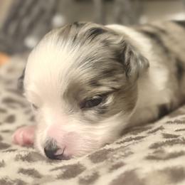 Lilah - Blue merle female Toy Australian Shepherd puppy in Alabaster, Alabama from Bama Belle Aussies