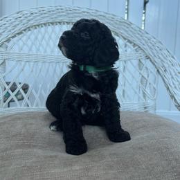 Peter - Black and white male Bernedoodle puppy in North Highlands, California from The Purrfectpups