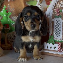 Sookie - Black and tan female Dachshund puppy in Floresville, Texas from Muddy River Dachshunds