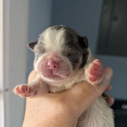 On Hold for my review - Blue and white male Shih Tzu puppy in Surry, Maine from McKayla Hairston
