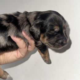 Lucky - Dapple male Dachshund puppy in Conway, Missouri from Ozark Mountain Kennel
